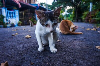 Foto: pixabay / Symbolbild Streunerkatze